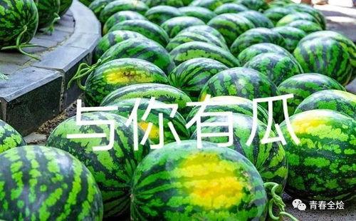 黑料吃瓜网apk普通安装 